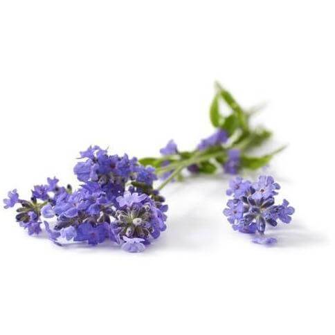 Lavande E-Liquide E-Liquid.com Lavande E-Liquide E-Liquid.com