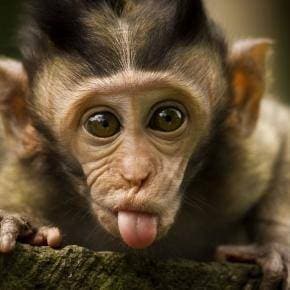 Monkey Junk E-Liquid