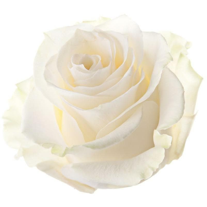 Rose Candy E-liquid