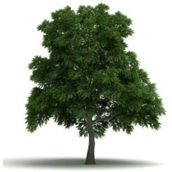 Sassafras E-Liquid