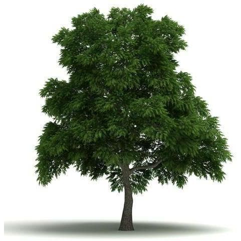 Sassafras E-Liquid
