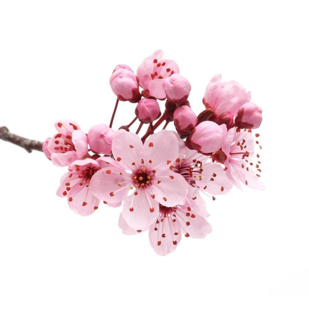 Cherry Blossom E-Liquid