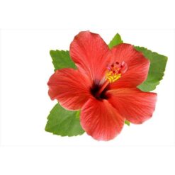 Hibiscus E-liquid