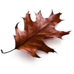 Red Oak E-Liquid.