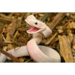 Snake Venom E-Liquid